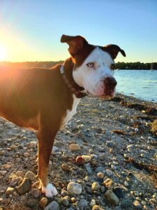 My dog Quinn on the beach